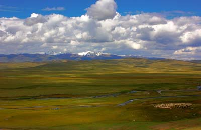 Долина реки Юстыд. Стадо овец. (© PKPBPS || fotki.yandex.ru)